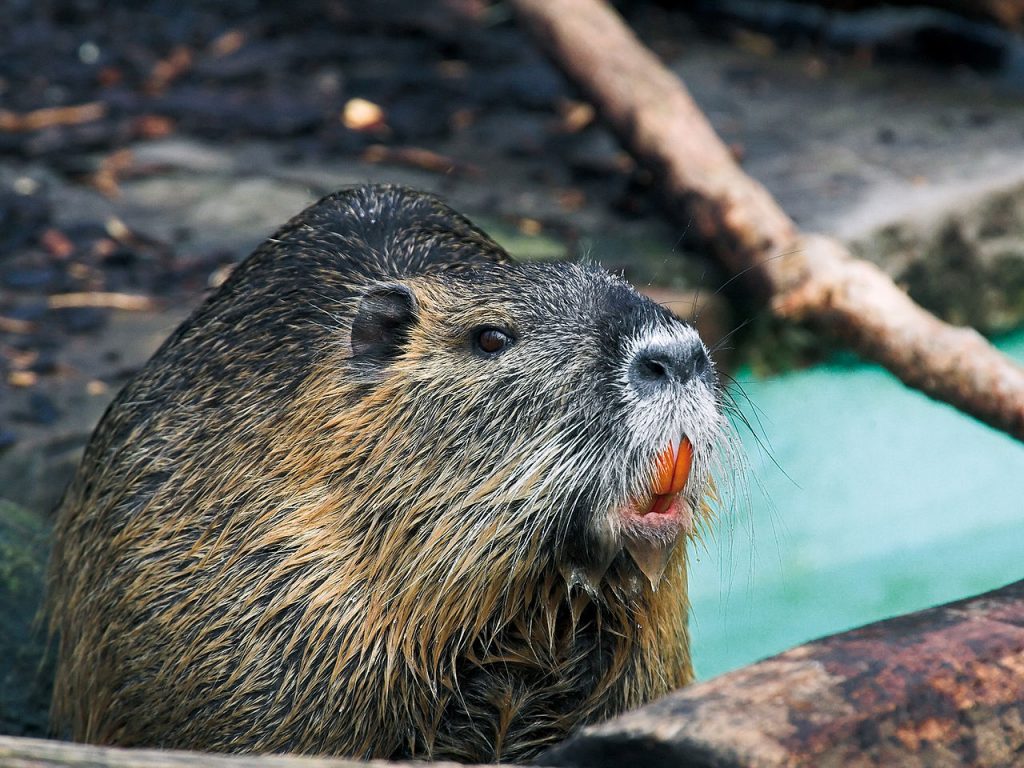 1280px-myocastor_coypus_nutria_biberratte